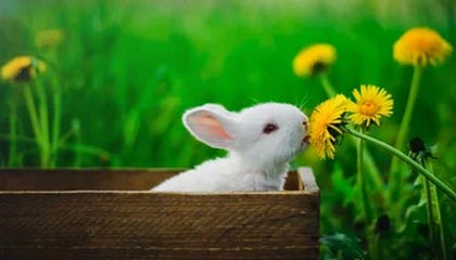 米乐官网入口：开启无限可能的线上体验